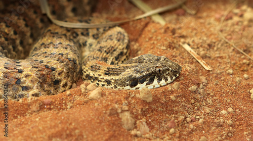Fotografia Gewöhnliche Todesotter - Common death adder