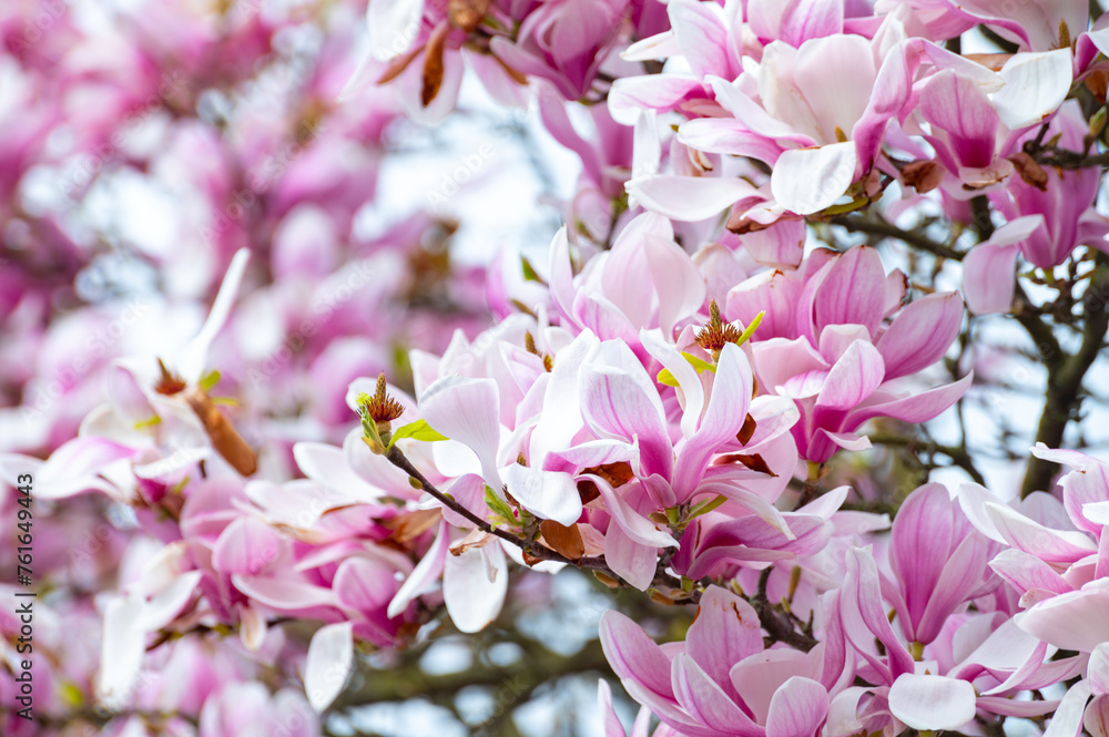 Spring blossom pink Magnolia stellata with big flowers and small green leaves Spring blossom pink Magnolia stellata with big flowers and small green leaves