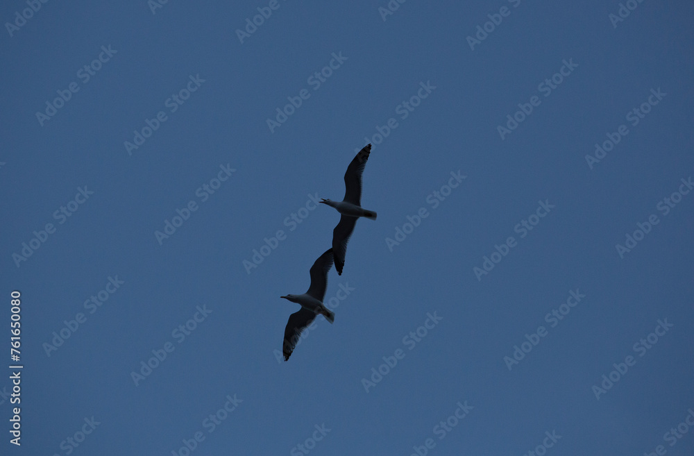 Two seagulls fly with cloudy sky Two seagulls fly with cloudy sky