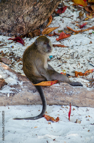 Photography Wild white macaque monkey waiting on rocks at tropical island