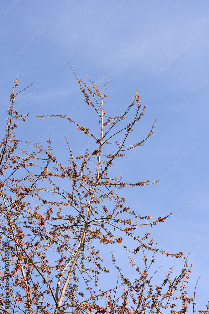 Silver maple branch with immature seeds Silver maple branch with immature seeds