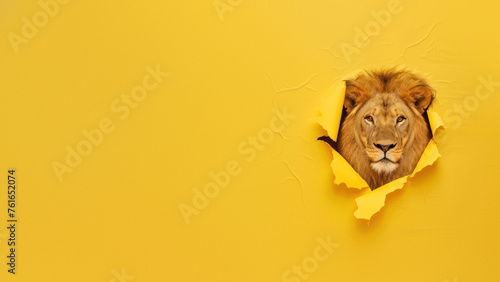 Showing a mix of curiosity and boldness, a lion's face peers from a yellow paper tear, creating a captivating visual photo