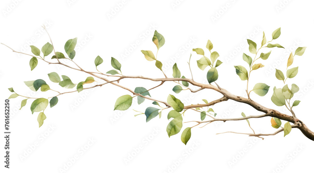 Obraz premium Watercolor green leaf branch clipart isolated on transparent background