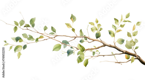 Watercolor green leaf branch clipart isolated on transparent background © Natawut