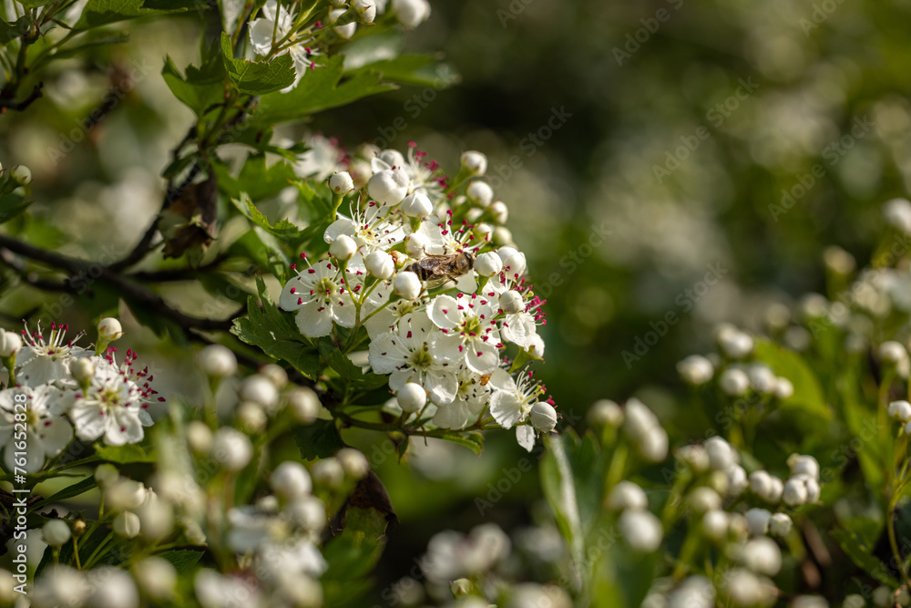 Beautiful spring scene with hawthorn tree blossom