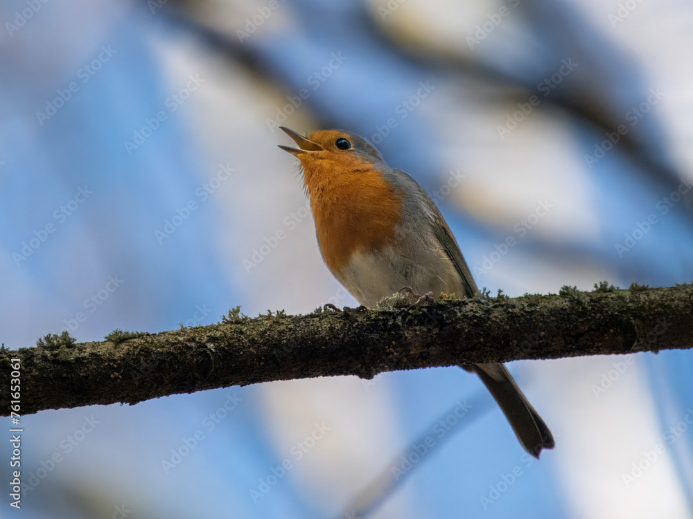 Fototapeta premium Rotkehlchen