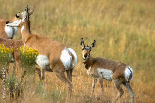 Antilope d' Amerique, antilocapra americana, Parc national du  Yellowstone, USA photo