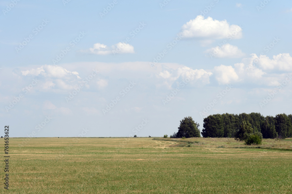 Rural summer landscape - a forest on the horizon, a farmer's field with a road going beyond the horizon