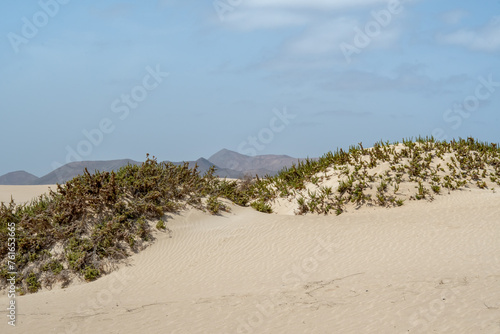Fototapeta Naklejka Na Ścianę i Meble -  Desert landscape with small dunes and dry vegetation, Lanzarote, Spain