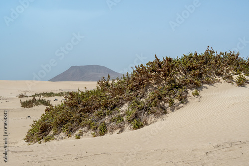 Fototapeta Naklejka Na Ścianę i Meble -  Desert landscape with small dunes and dry vegetation, Lanzarote, Spain