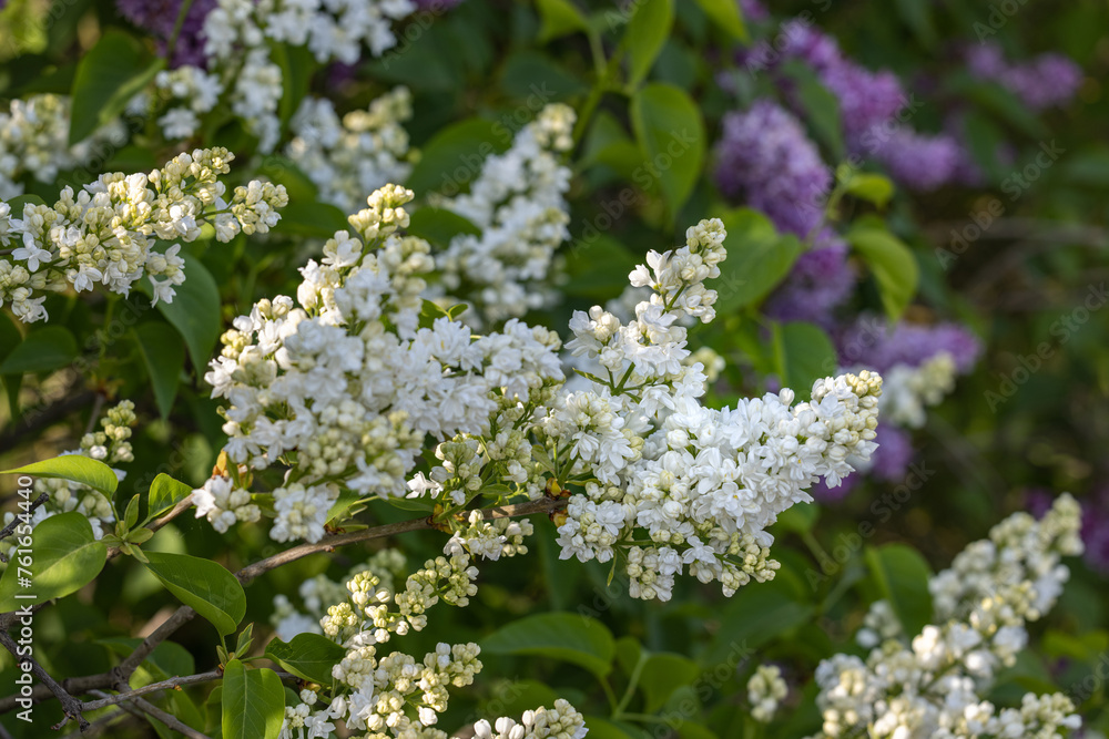 Spring background art with white lilac flowers Spring background art with white lilac flowers