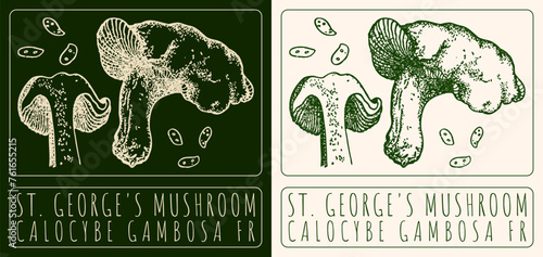 Vector drawing ST. GEORGE'S MUSHROOM. Hand drawn illustration. The Latin name is CALOCYBE GAMBOSA FR.
