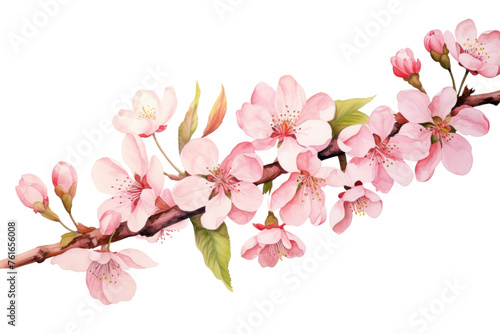 Watercolor blossom branch clipart isolated on transparent background