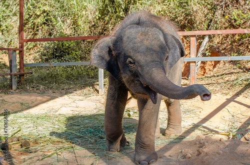 Elephant in the jungle on an island in Phuket