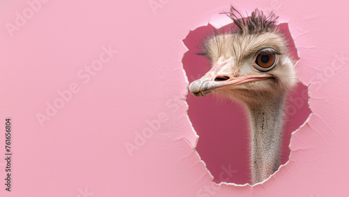 A humorous image of an ostrich inspecting the scene, as it breaks through a perfectly pink background
