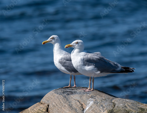 Pair of Herring gulls on rock
