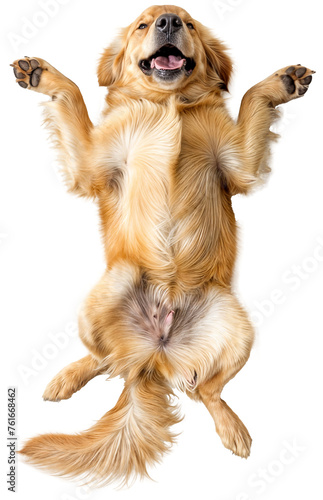 Top down view of a happy golden retriever dog lying on the back photo