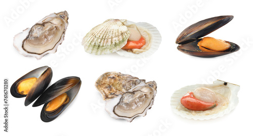Fresh scallops, mussels and oysters isolated on white, set