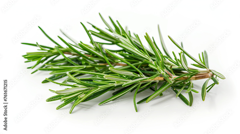 Fresh Rosemary isolated on white background