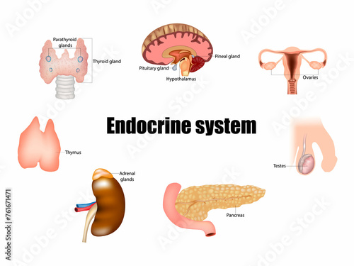 Obraz na płótnie The major glands of the endocrine system