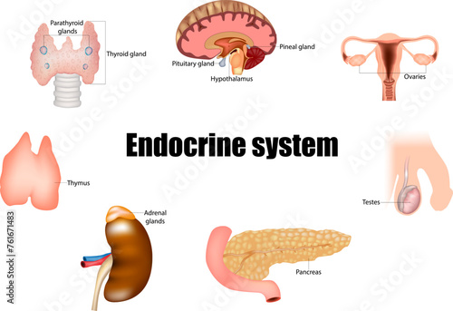 The major glands of the endocrine system. Pineal gland, pituitary gland, pancreas, ovaries, testes, thyroid gland, parathyroid gland, hypothalamus and adrenal glands. 