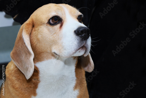 Portrait of young beagle dog on dark background