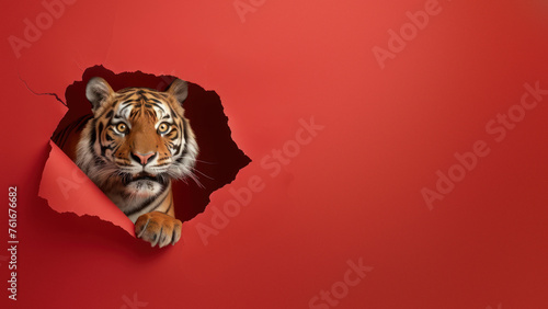 An inquisitive tiger peeks out of a torn red paper, illustrating curiosity and cautious discovery