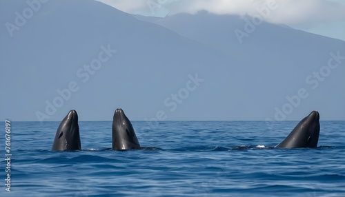 A Pair Of Pilot Whales Spyhopping To Get A Better
