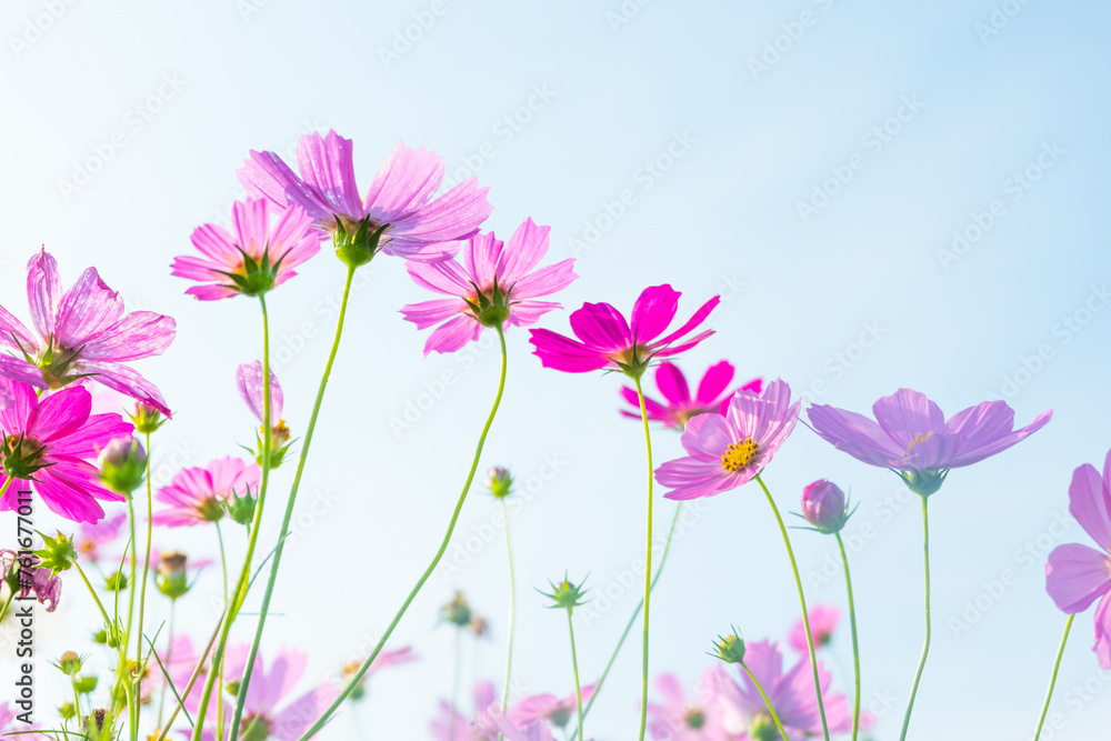 Pink cosmos flowers full blooming in summer garden,Field of cosmos flower on blue sky background,Selective focus.