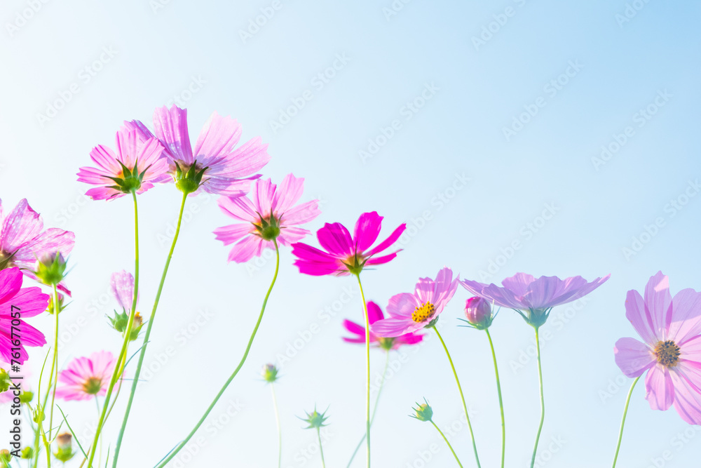 Pink cosmos flowers full blooming in summer garden,Field of cosmos flower on blue sky background,Selective focus. Pink cosmos flowers full blooming in summer garden,Field of cosmos flower on blue sky background,Selective focus.