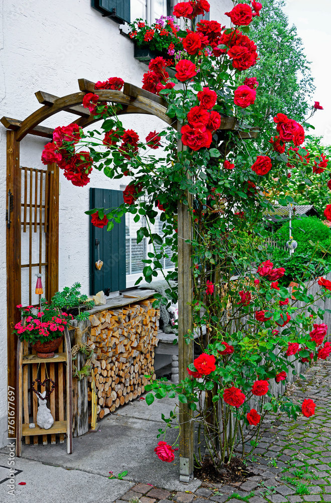 romantyczny kącik relaksu w ogrodzie, czerwone róże na łuku wejściowym, róże pnące na drewnianej pergoli, red roses climbing on the wall of the house	
 - obrazy, fototapety, plakaty 