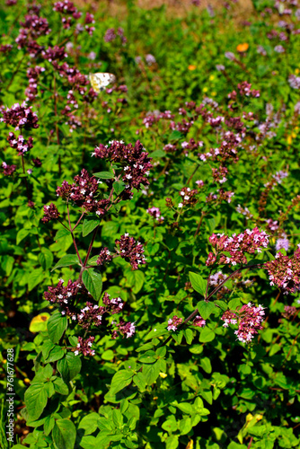 kwitnąca mięta (Mentha ) 