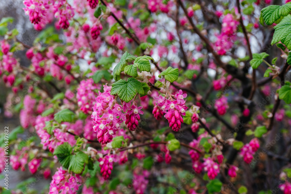 Blossoming Pink Ribes Currant Flower in Spring Blossoming Pink Ribes Currant Flower in Spring