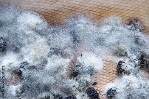Cuadro en lienzo White mold on spoiled food