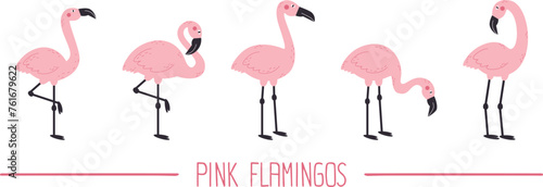 Pink flamingos set. Exotic birds isolated on white background.
