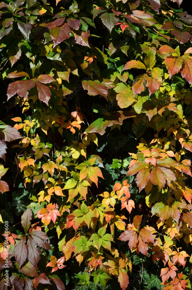 Winobluszcze przebarwione jesienią, Parthenocissus