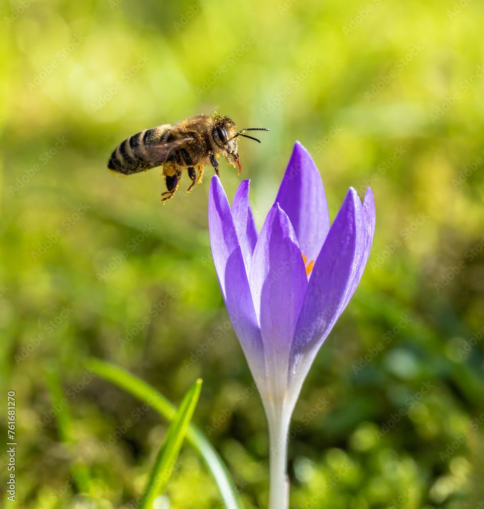 Bee flying to a purple crocus flower blossom Bee flying to a purple crocus flower blossom