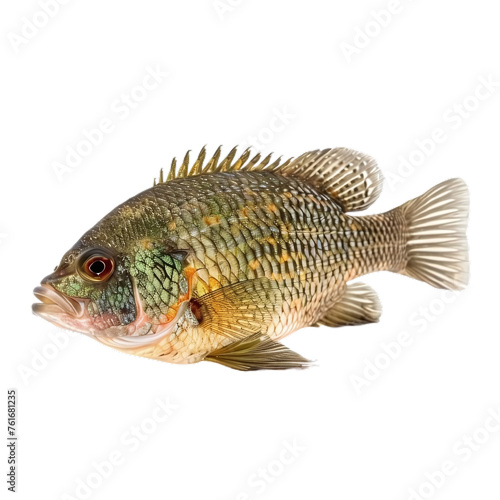 Tilapia , isolated on transparent background