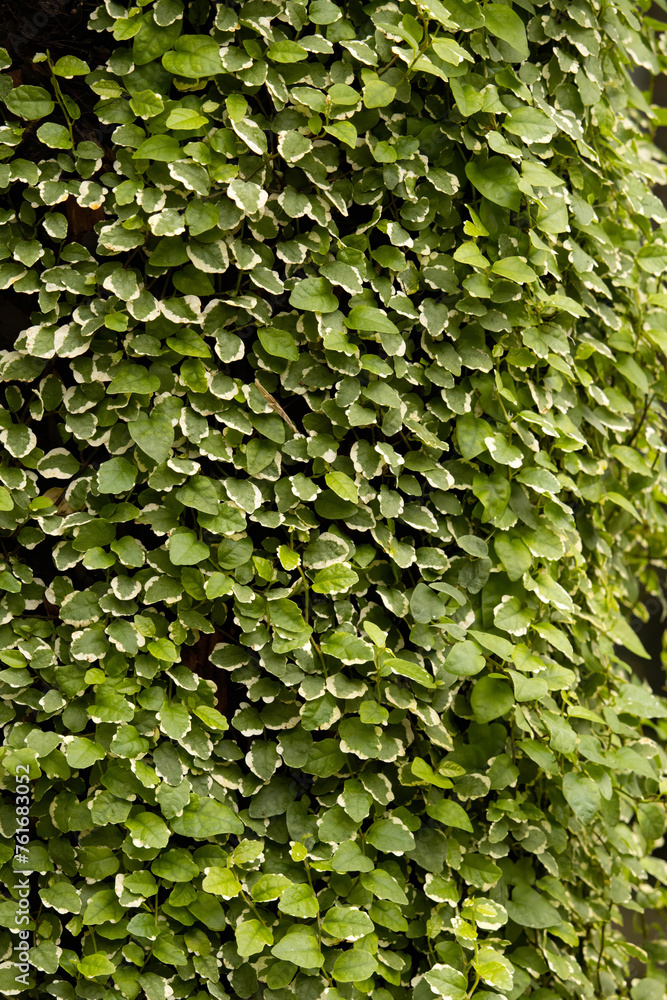 Green leaf texture background. Green leaf texture background.