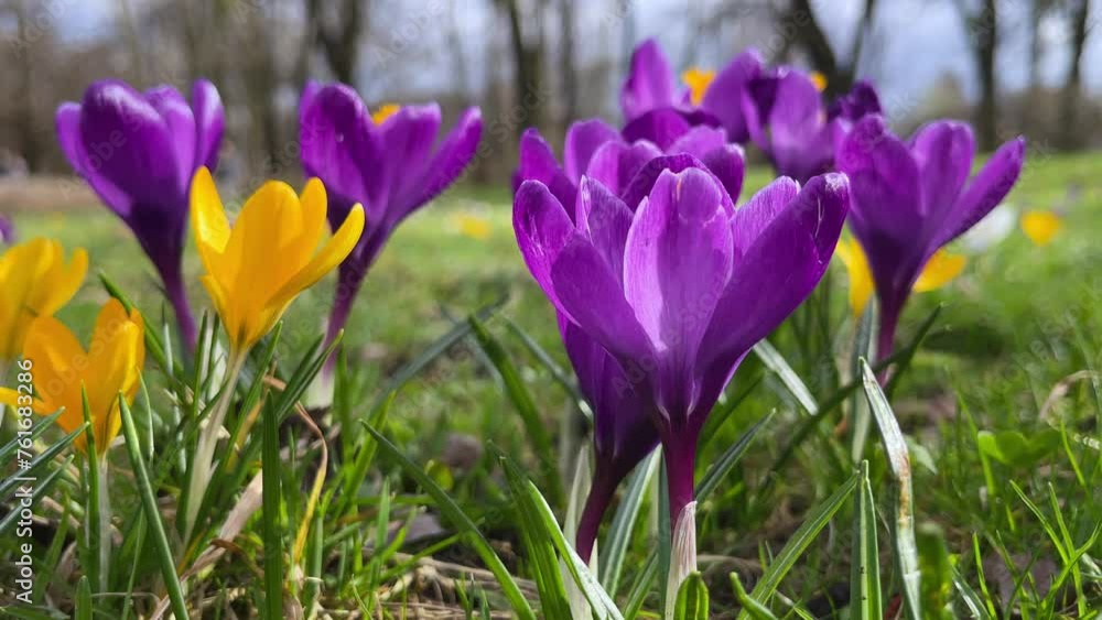 Spring crocus blossoming in the park. Beautiful purple and yellow blooming crocus flowers. Spring crocuses. Spring crocus blossoming in the park. Beautiful purple and yellow blooming crocus flowers. Spring crocuses.