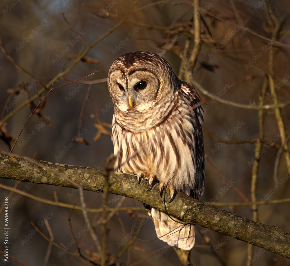 Obraz premium Barred Owl intently searching the forest floor for prey at dusk. 