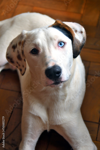 cachorro com olho azul