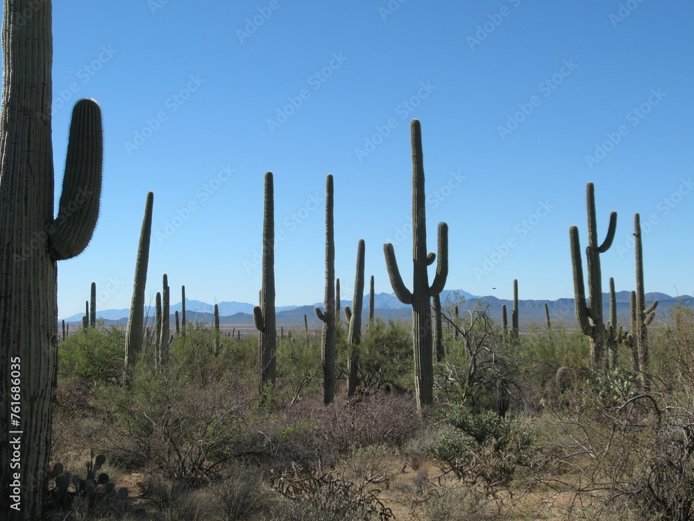 Saguaro cactus in Saguaro National Park, with mountains in the background, Arizona