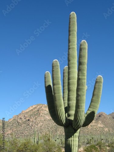 Huge Saguaro Cactus against the mountains and a brilliant blue sky in Arizona