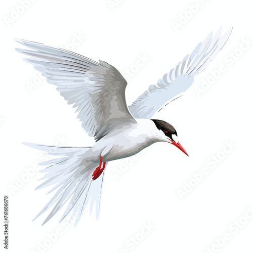 Tern Clipart Clipart isolated on white background --v