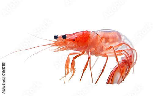 Shrimp on a See-Through Background