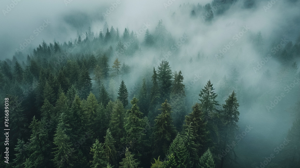 Drone Photography, Lush Green Pine Forest Shrouded in Mist - obrazy, fototapety, plakaty 