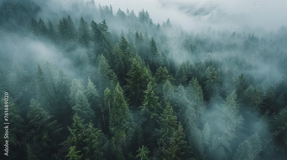 Drone Photography, Lush Green Pine Forest Shrouded in Mist - obrazy, fototapety, plakaty 