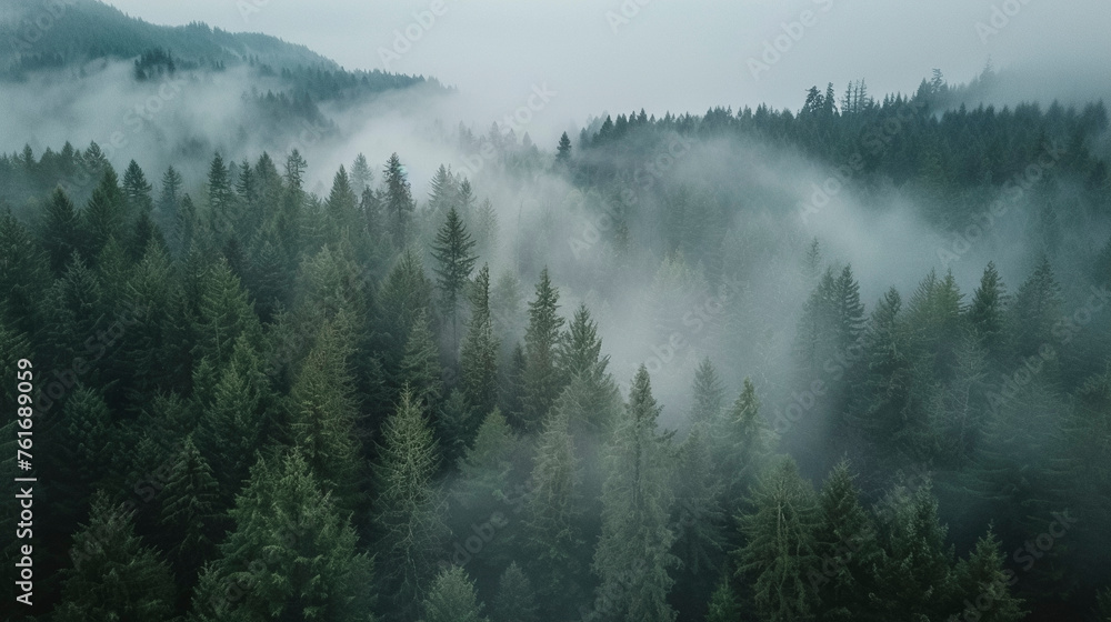 Aerial Drone Shot, Green Pine Forest Covered in Fog