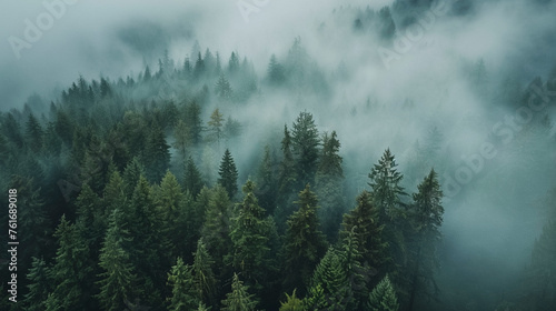 Drone Photography, Lush Green Pine Forest Shrouded in Mist photo
